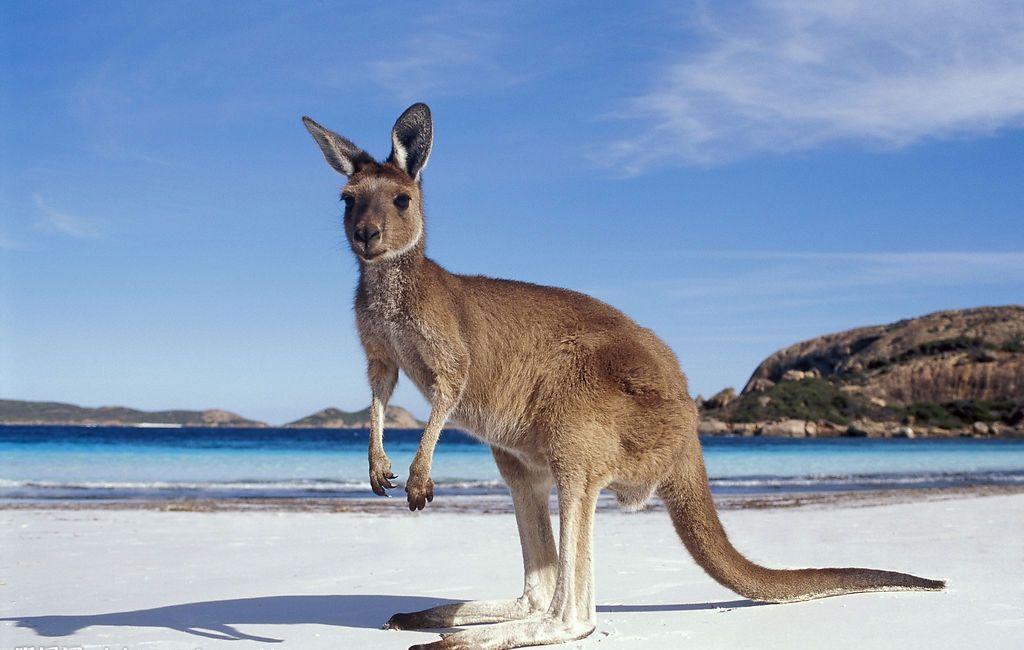 出国去澳大利亚需要多少钱，最新澳洲留学费用明细一览2022