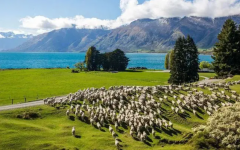 留学新西兰可以移民吗条件有哪些，中介不会说的新西兰留学移民那些事